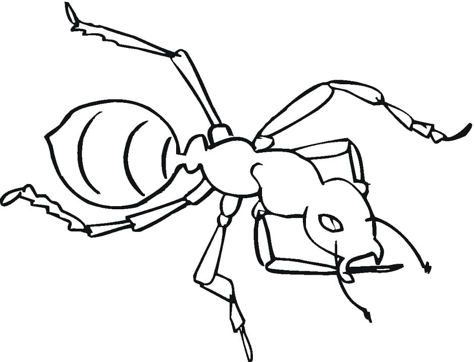 Free printable Ant coloring page #196483 from Animals collection