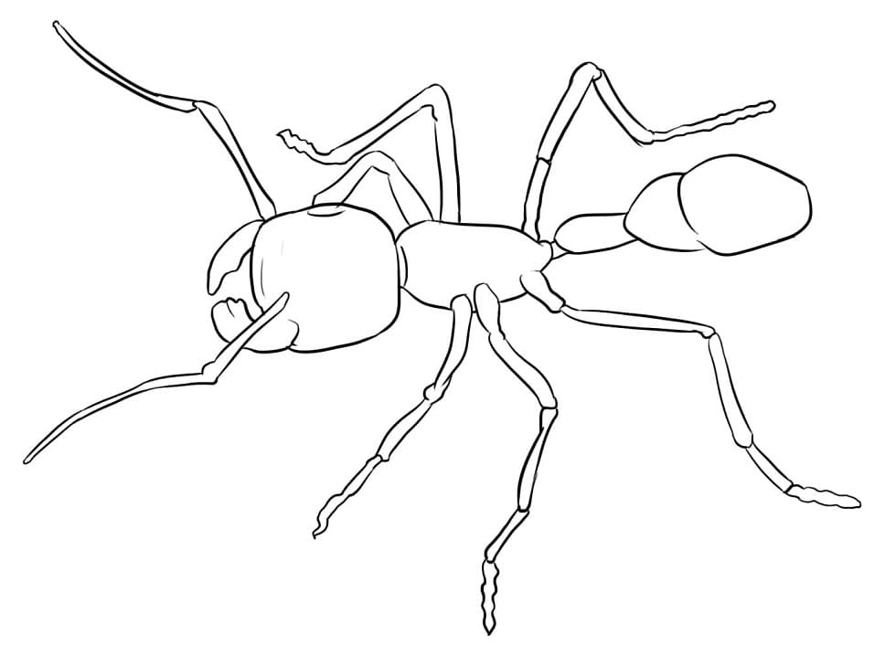 Free printable Ant coloring page #196485 from Animals collection