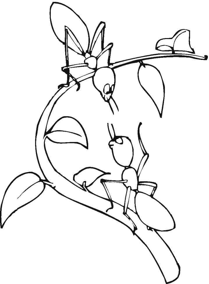 Free printable Ant coloring page #196494 from Animals collection