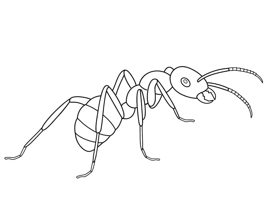 Free printable Ant coloring page #196495 from Animals collection