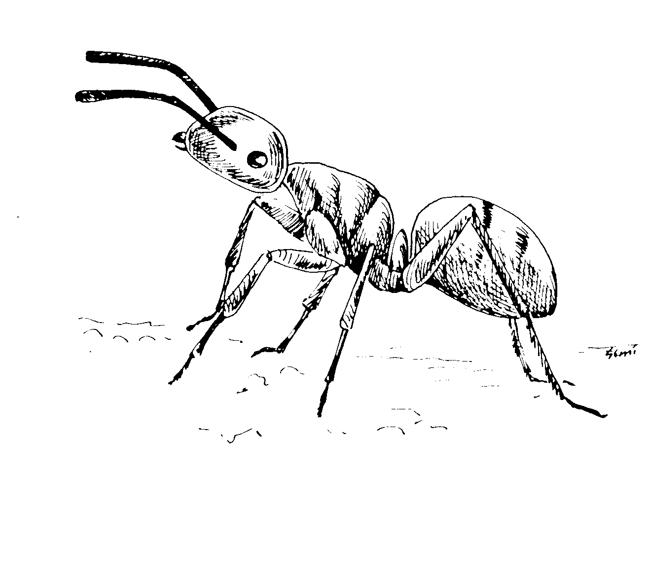Coloring page: Ant (Animals) #6963 - Free Printable Coloring Pages