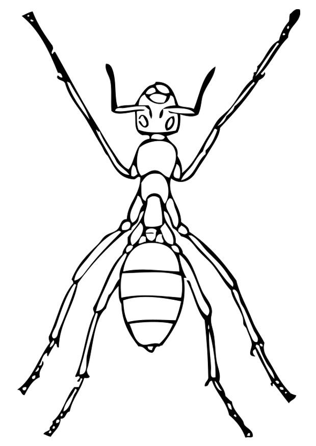Coloring page: Ant (Animals) #6975 - Free Printable Coloring Pages