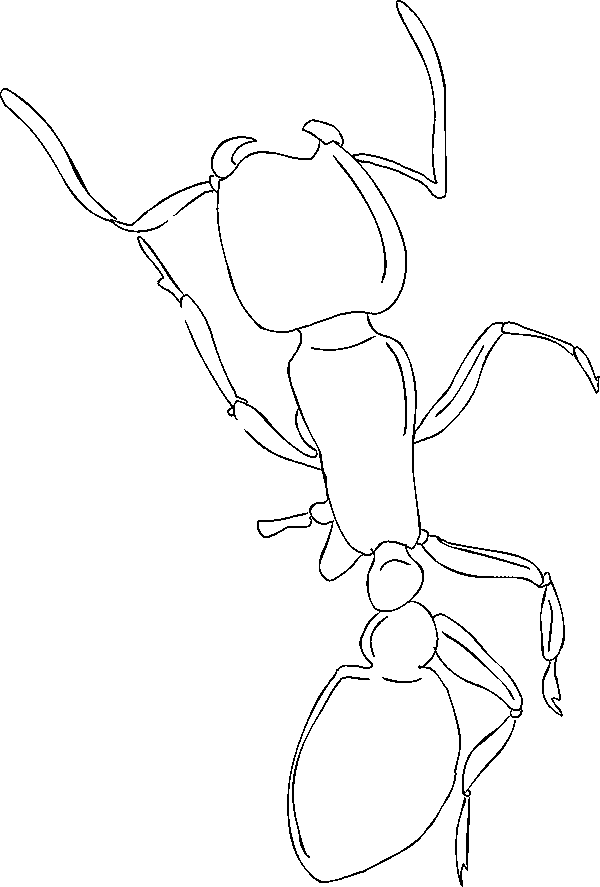 Coloring page: Ant (Animals) #6984 - Free Printable Coloring Pages