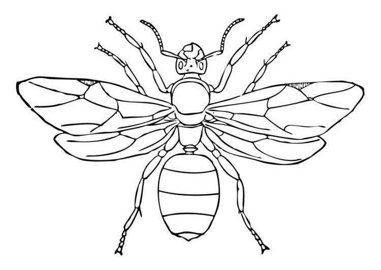Coloring page: Ant (Animals) #7024 - Free Printable Coloring Pages