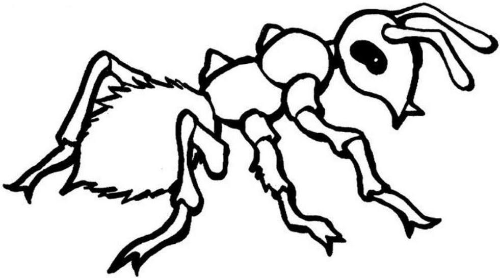 Coloring page: Ant (Animals) #7085 - Free Printable Coloring Pages
