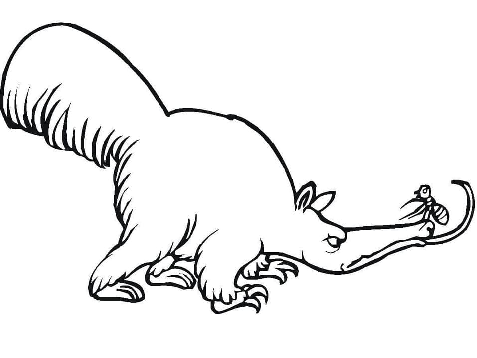 Free printable Anteater coloring page #219655 from Animals collection