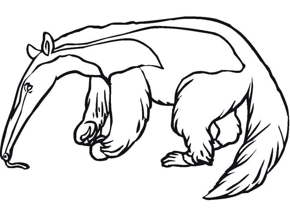Free printable Anteater coloring page #219659 from Animals collection Free printable Anteater coloring page #219659 from Animals collection