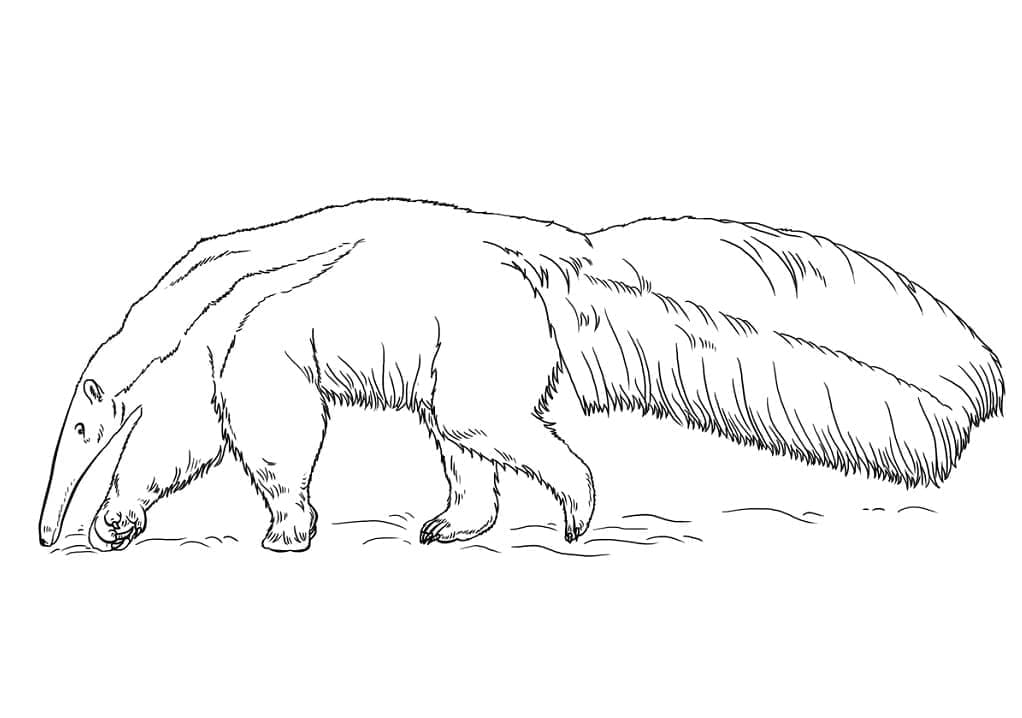 Free printable Anteater coloring page #219660 from Animals collection