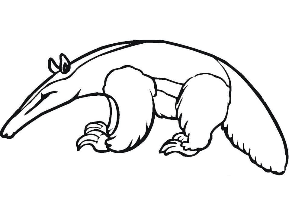 Free printable Anteater coloring page #219661 from Animals collection