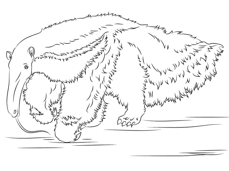 Free printable Anteater coloring page #219662 from Animals collection Free printable Anteater coloring page #219662 from Animals collection