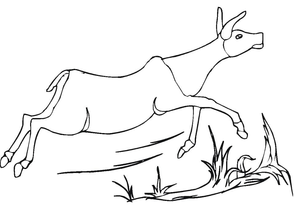Free printable Antelope coloring page #210755 from Animals collection