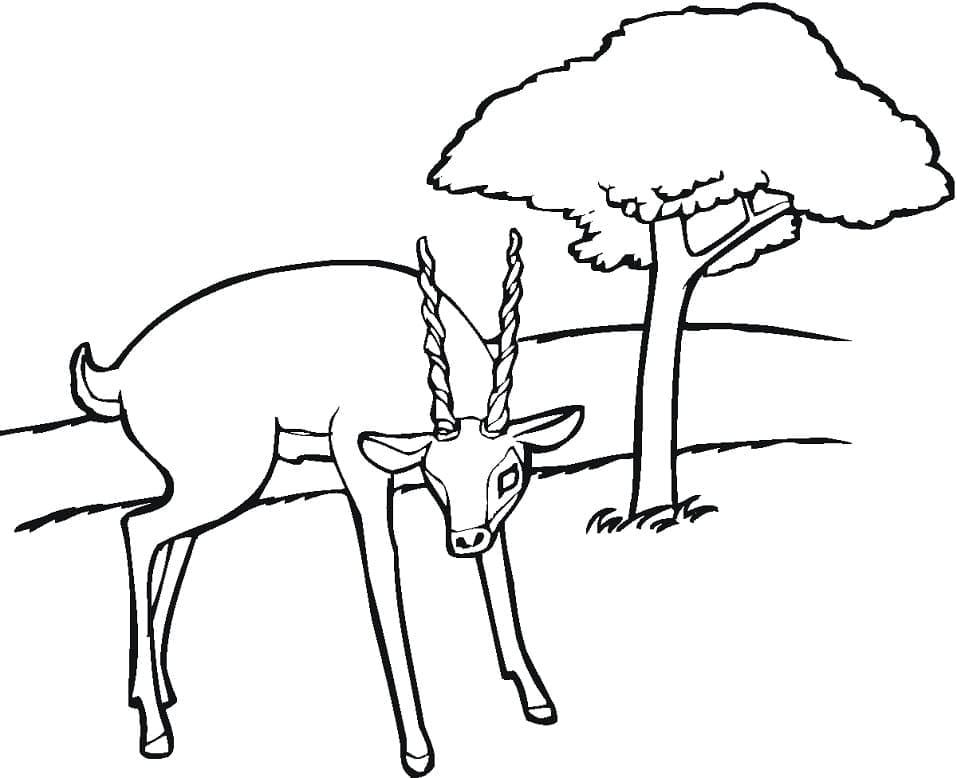 Free printable Antelope coloring page #210758 from Animals collection