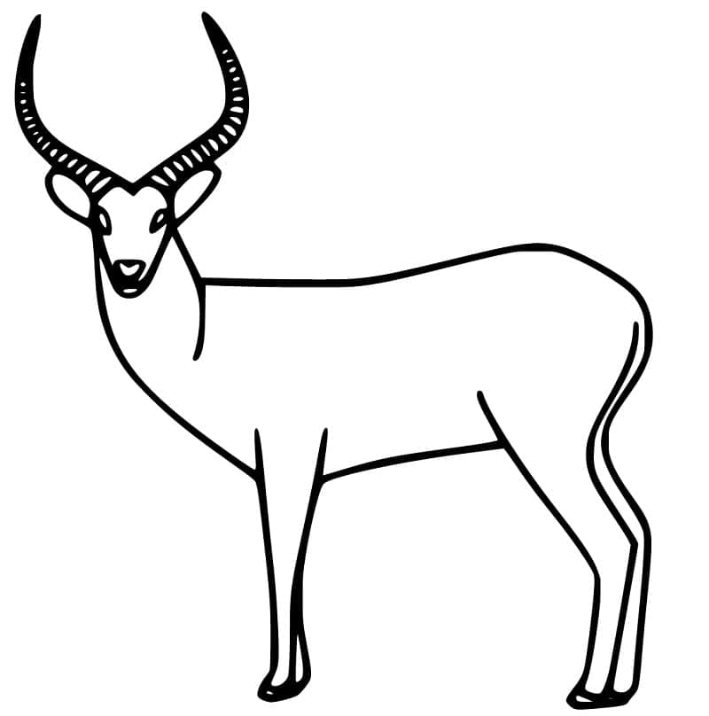 Free printable Antelope coloring page #210760 from Animals collection