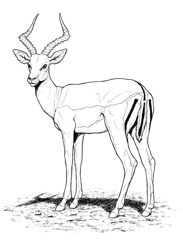 Coloring page: Antelope (Animals) #22580 - Free Printable Coloring Pages