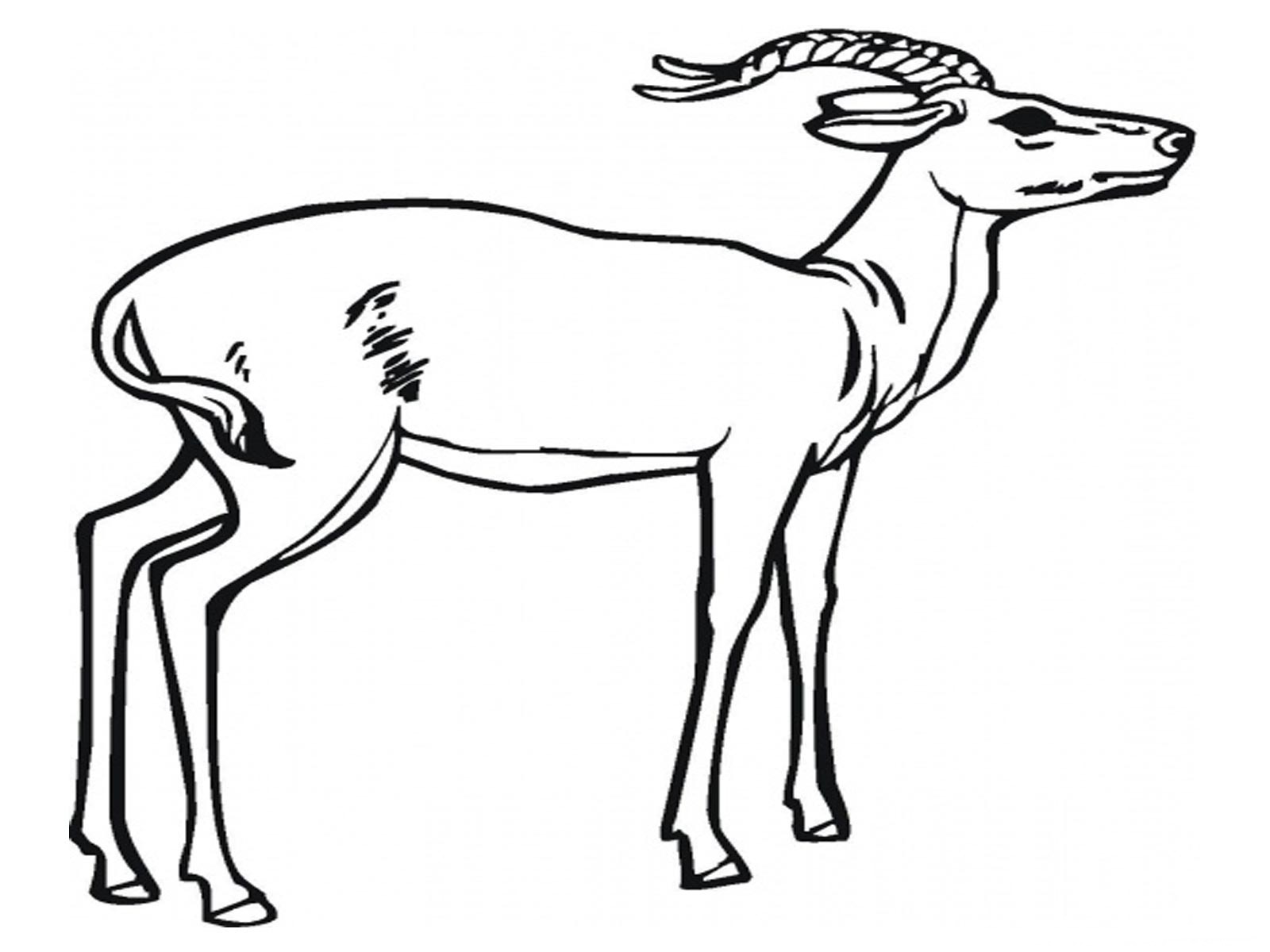 Coloring page: Antelope (Animals) #22582 - Free Printable Coloring Pages