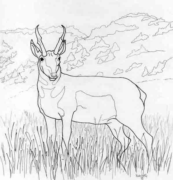 Coloring page: Antelope (Animals) #22586 - Free Printable Coloring Pages