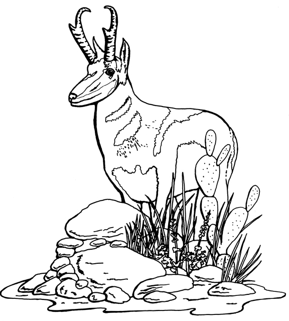 Coloring page: Antelope (Animals) #22606 - Printable coloring pages