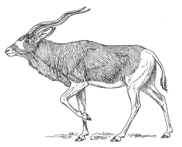 Coloring page: Antelope (Animals) #22609 - Free Printable Coloring Pages