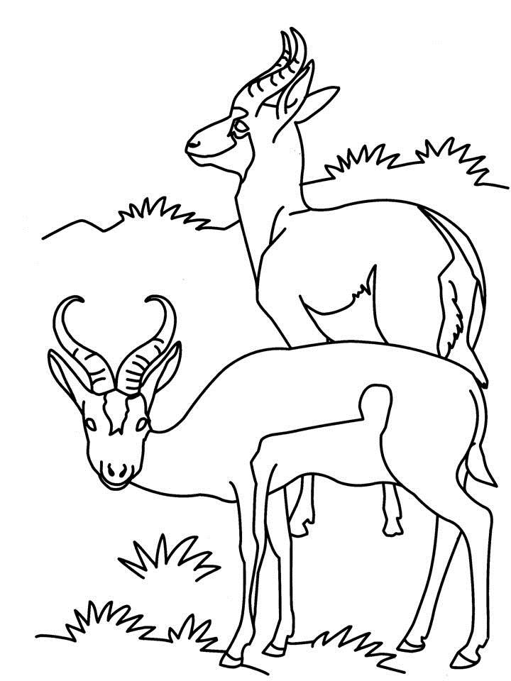 Coloring page: Antelope (Animals) #22613 - Free Printable Coloring Pages