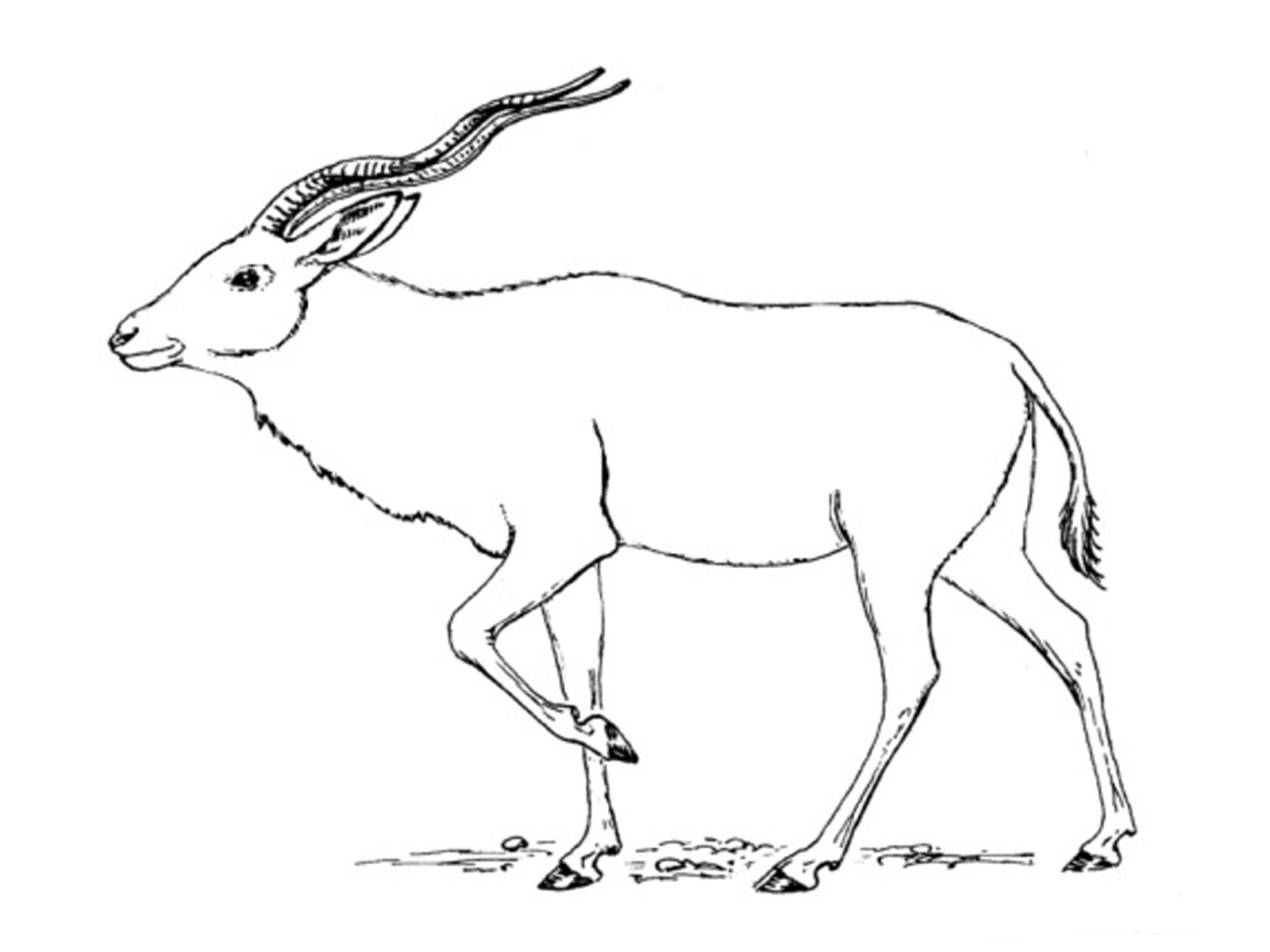 Coloring page: Antelope (Animals) #22623 - Free Printable Coloring Pages