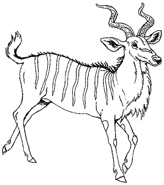 Coloring page: Antelope (Animals) #22645 - Free Printable Coloring Pages