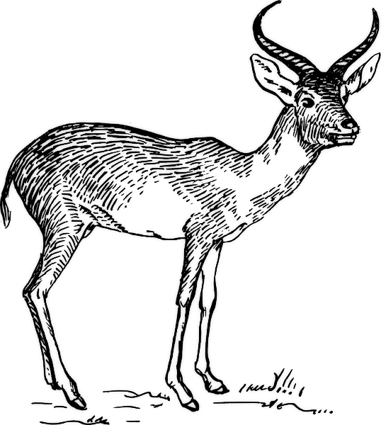 Coloring page: Antelope (Animals) #22648 - Free Printable Coloring Pages