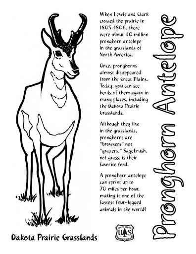 Coloring page: Antelope (Animals) #22669 - Free Printable Coloring Pages