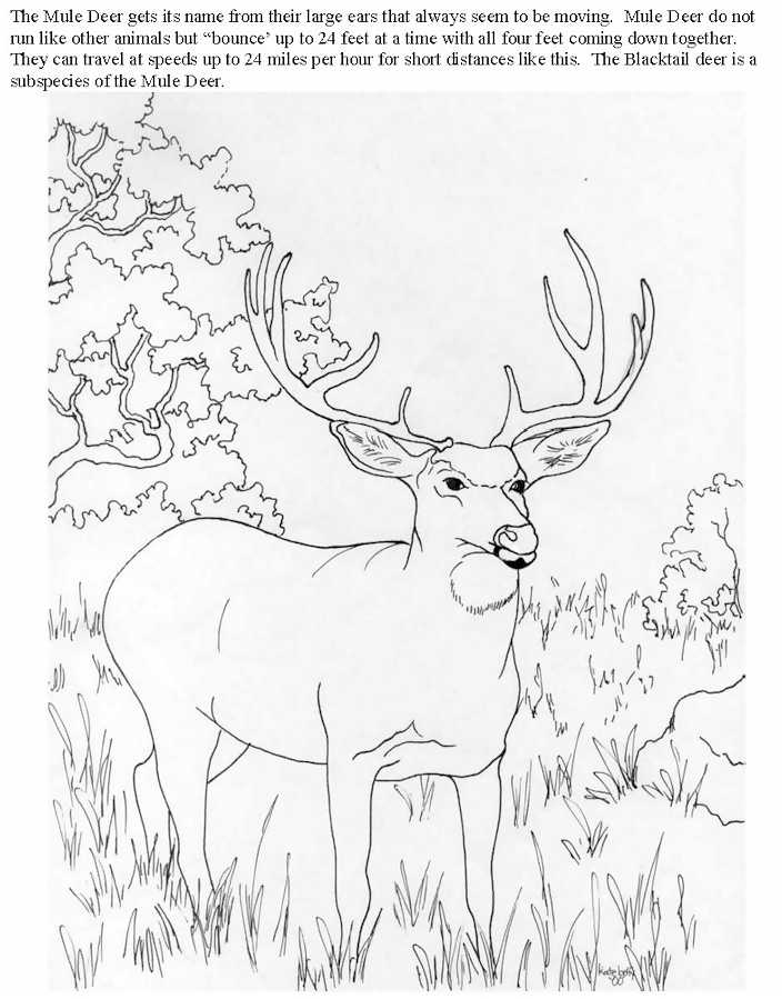Coloring page: Antelope (Animals) #22670 - Free Printable Coloring Pages