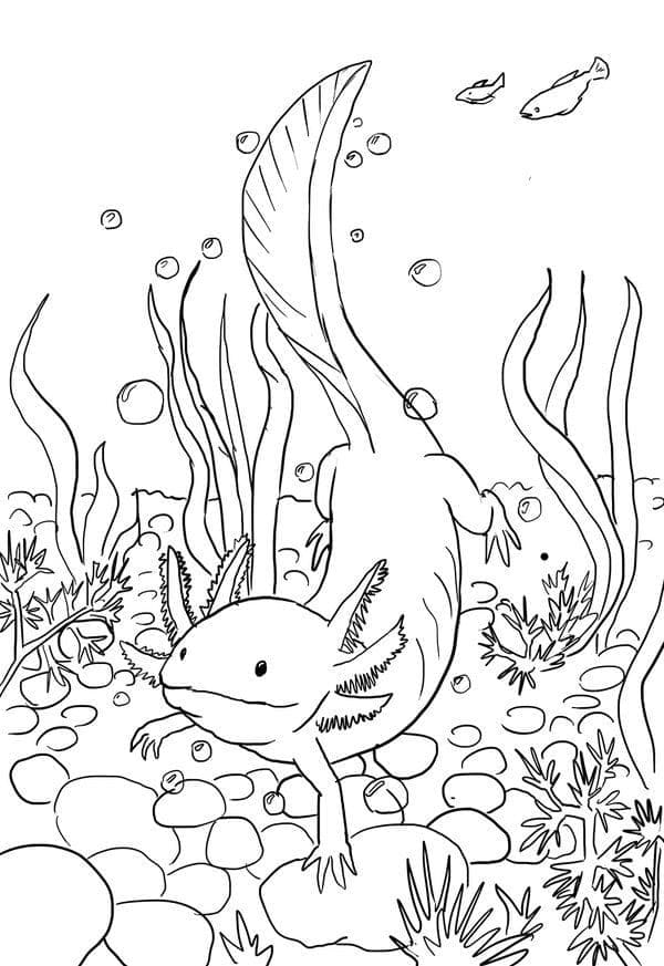 Free printable Axolotl coloring page #184574 from Animals collection Free printable Axolotl coloring page #184574 from Animals collection