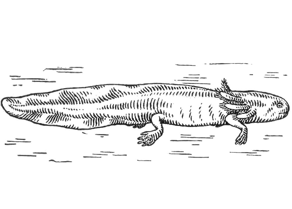 Free printable Axolotl coloring page #184585 from Animals collection