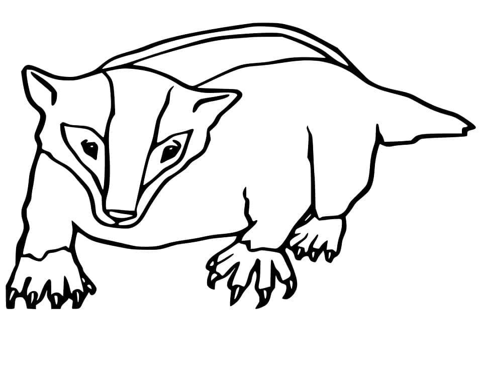 Free printable Badger coloring page #208830 from Animals collection Free printable Badger coloring page #208830 from Animals collection