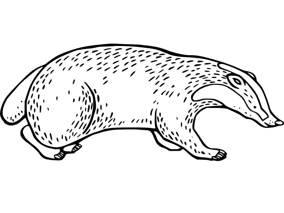 Free printable Badger coloring page #208833 from Animals collection Free printable Badger coloring page #208833 from Animals collection