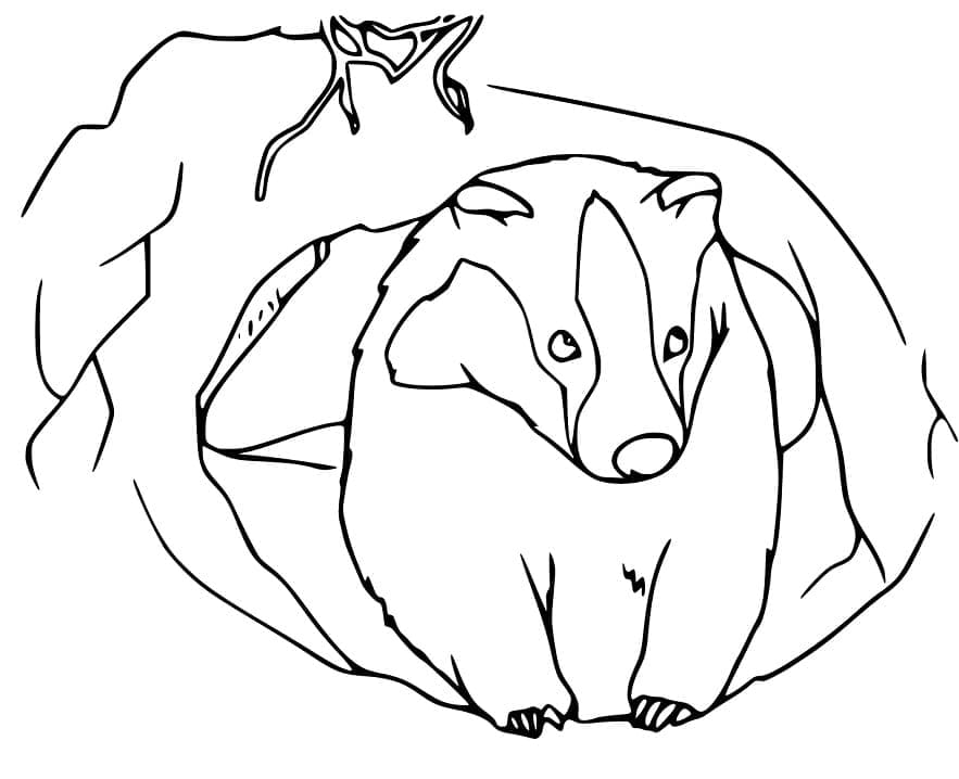 Free printable Badger coloring page #208846 from Animals collection Free printable Badger coloring page #208846 from Animals collection