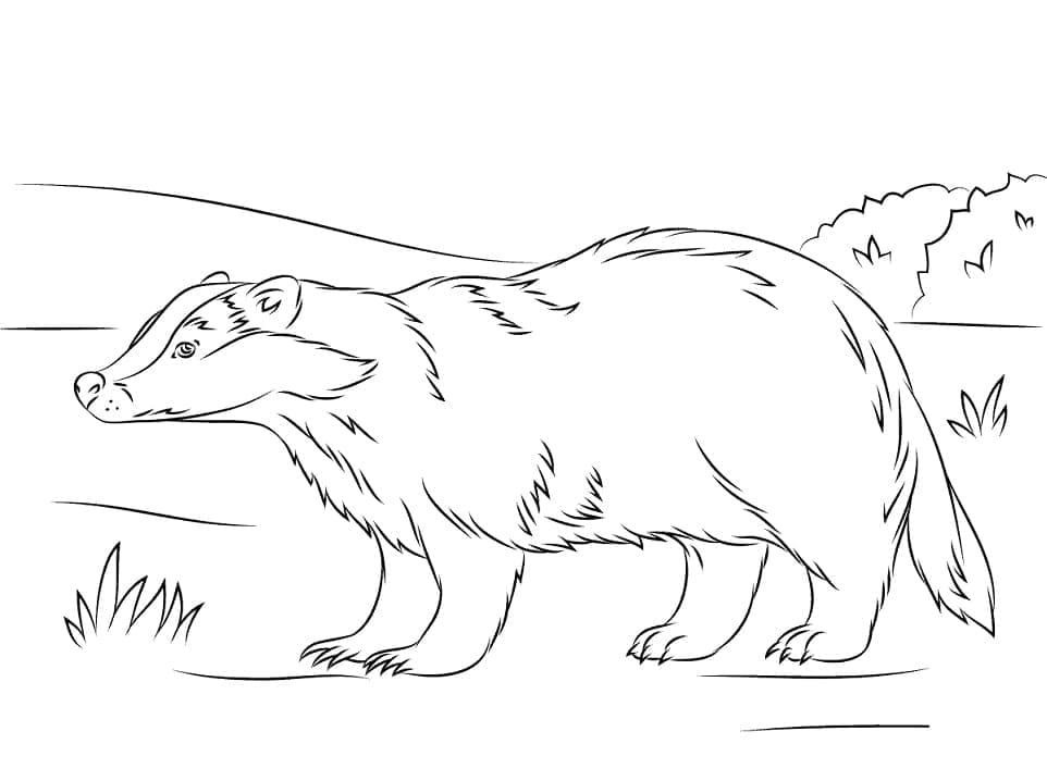 Free printable Badger coloring page #208858 from Animals collection