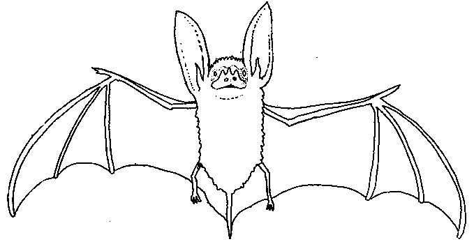 Coloring page: Bat (Animals) #1984 - Free Printable Coloring Pages