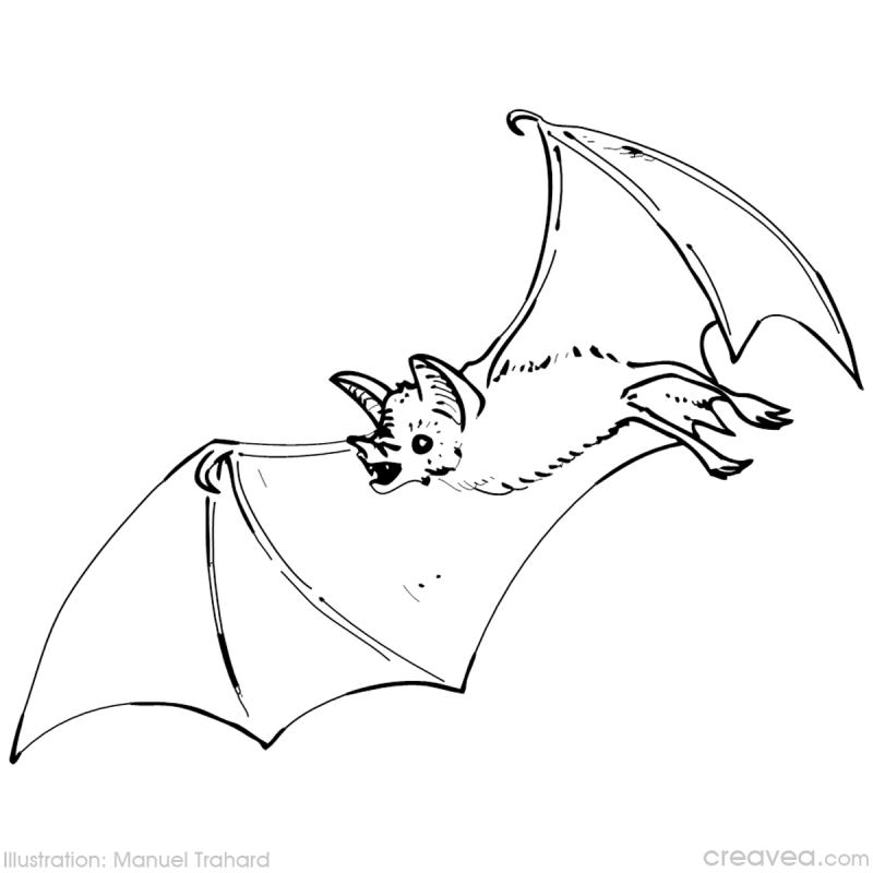Coloring page: Bat (Animals) #2004 - Printable coloring pages