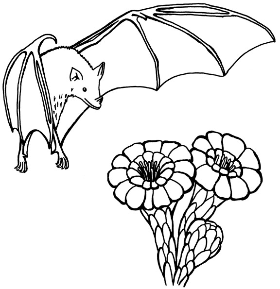 Coloring page: Bat (Animals) #2031 - Printable coloring pages