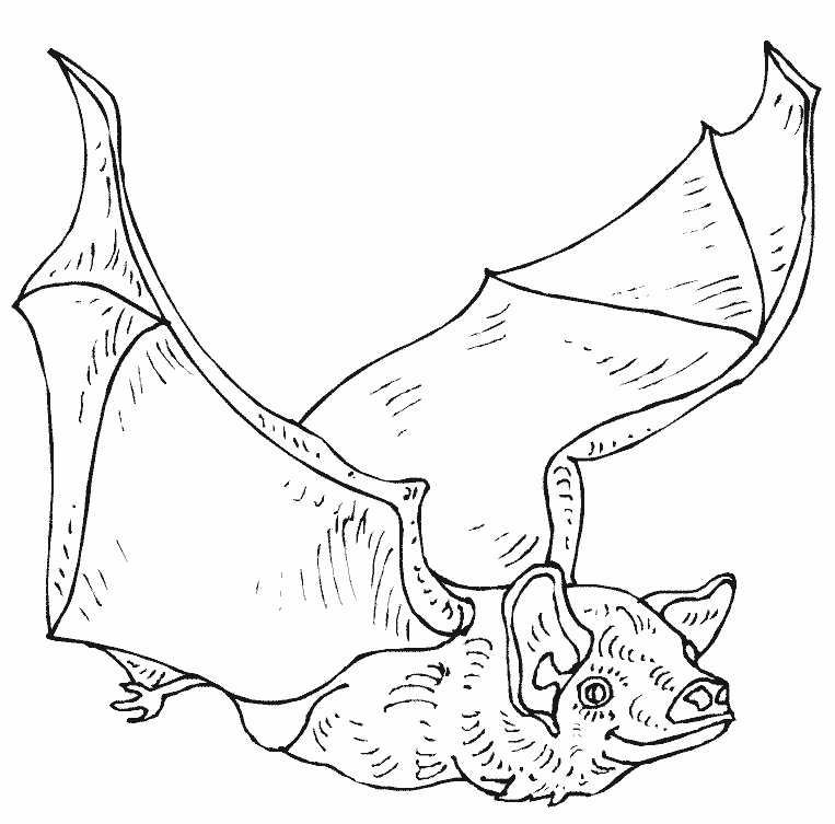 Coloring page: Bat (Animals) #2118 - Free Printable Coloring Pages