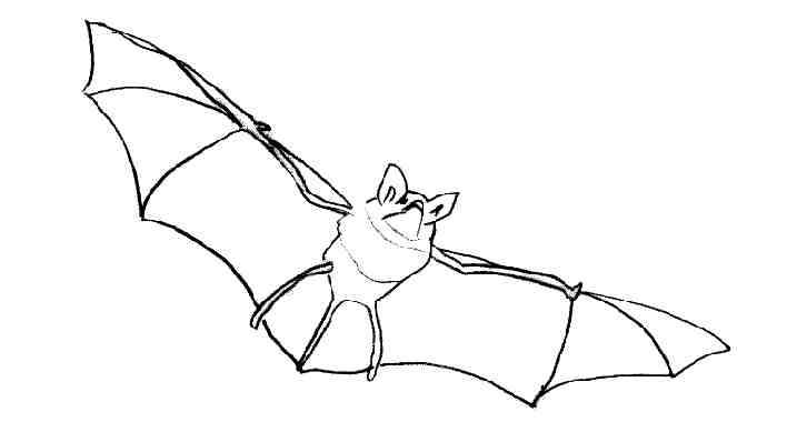 Coloring page: Bat (Animals) #2121 - Free Printable Coloring Pages
