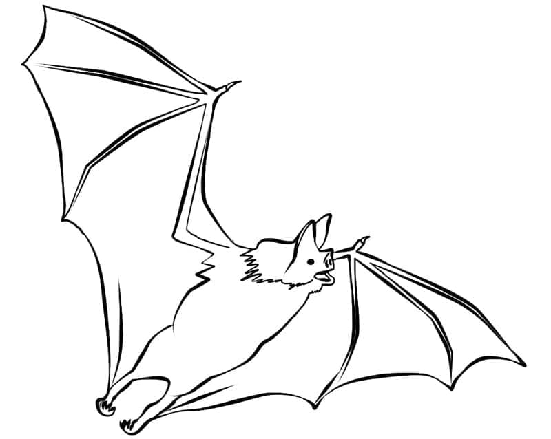 Free printable Bat coloring page #212498 from Animals collection