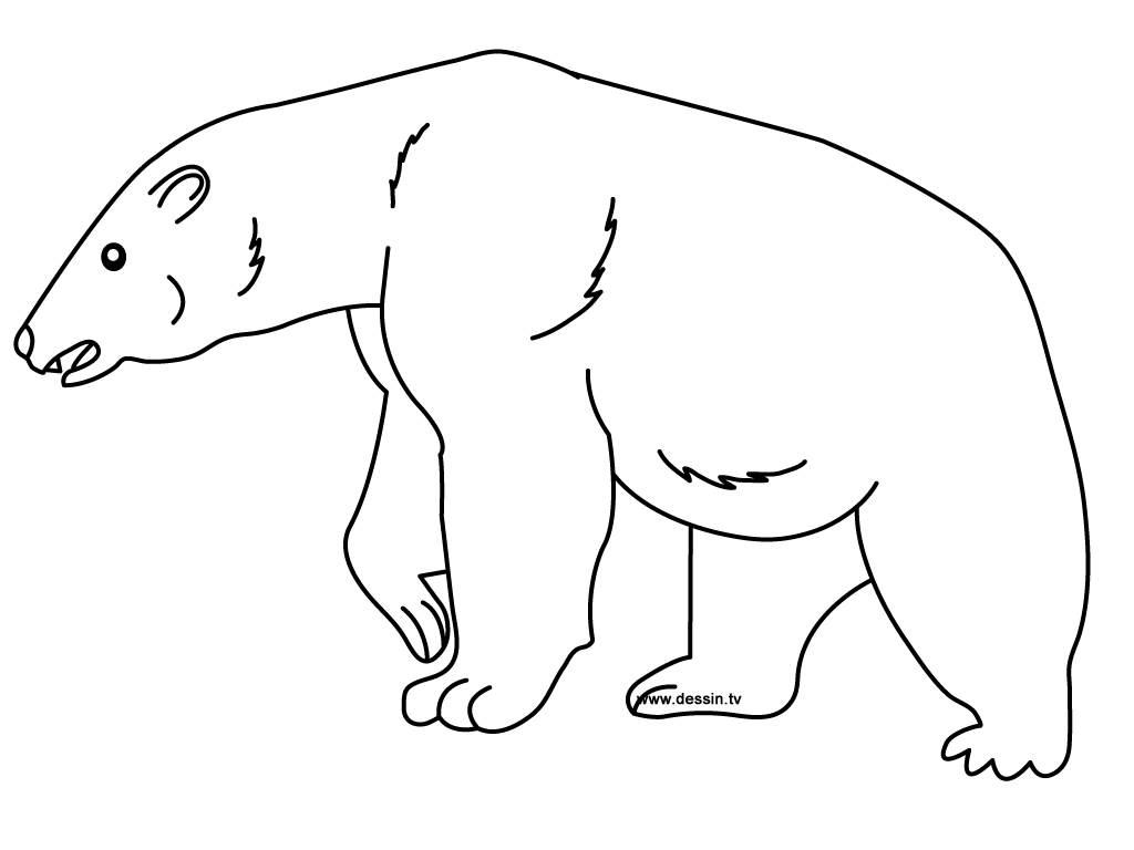 Coloring page: Bear (Animals) #12201 - Printable coloring pages