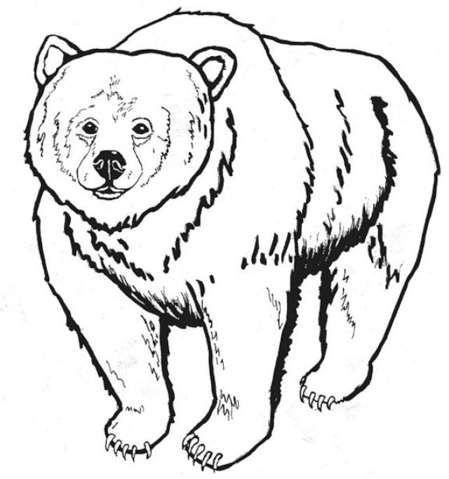 Coloring page: Bear (Animals) #12244 - Free Printable Coloring Pages