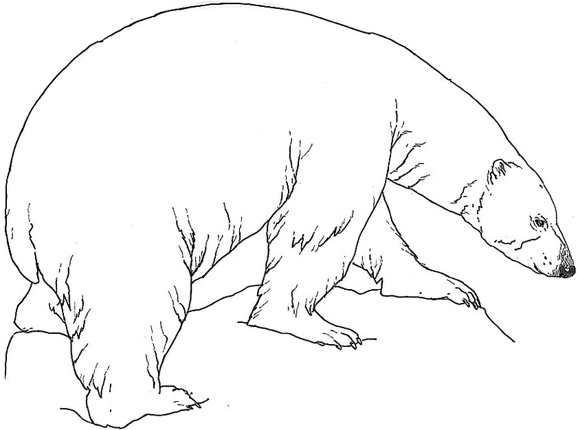 Coloring page: Bear (Animals) #12269 - Free Printable Coloring Pages