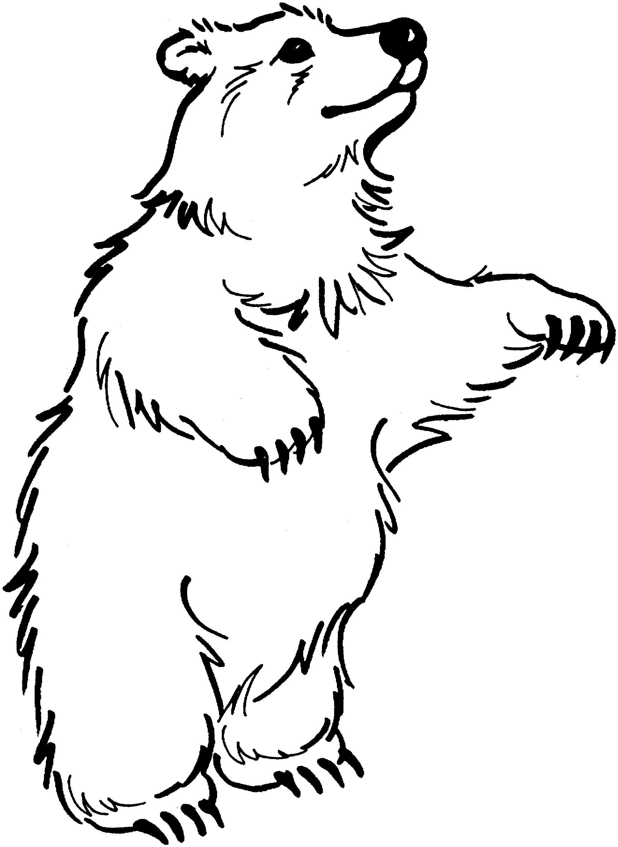 Drawing Bear #12283 (Animals) – Printable coloring pages