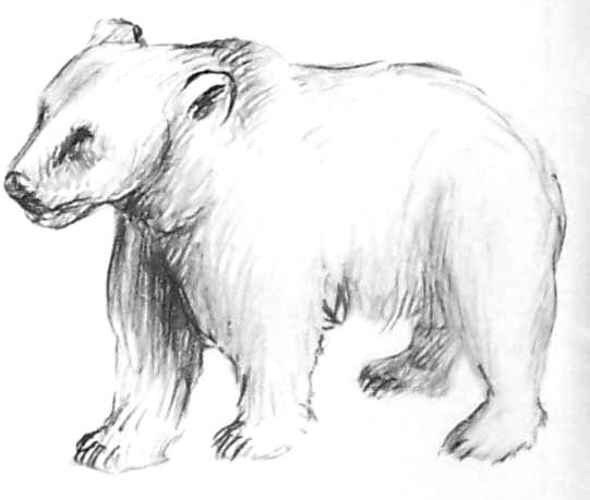 Coloring page: Bear (Animals) #12299 - Free Printable Coloring Pages
