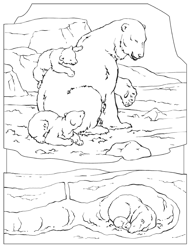Coloring page: Bear (Animals) #12346 - Printable coloring pages