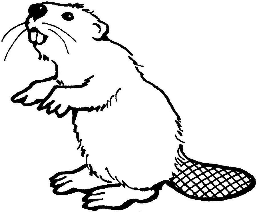 Coloring page: Beaver (Animals) #1571 - Free Printable Coloring Pages