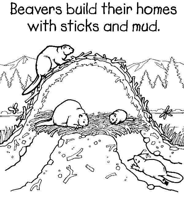 Beaver Animals – Printable coloring pages