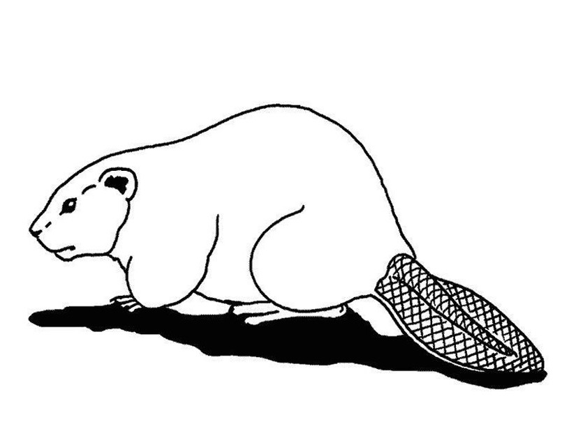 Coloring page: Beaver (Animals) #1574 - Free Printable Coloring Pages