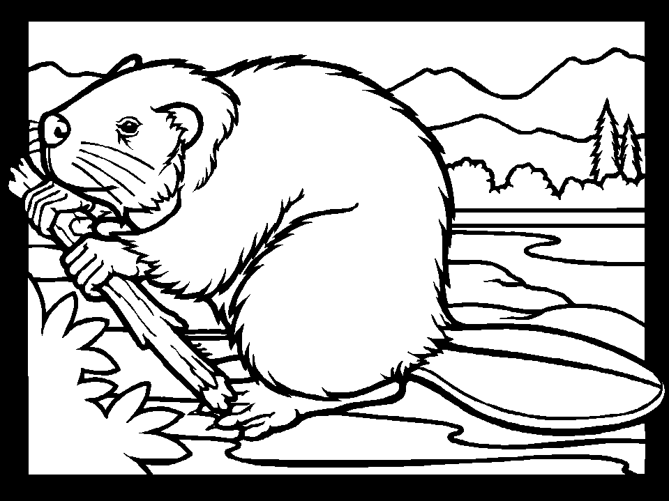 Coloring page: Beaver (Animals) #1585 - Free Printable Coloring Pages